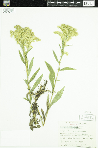 Solidago missouriensis image