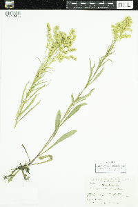 Solidago missouriensis image