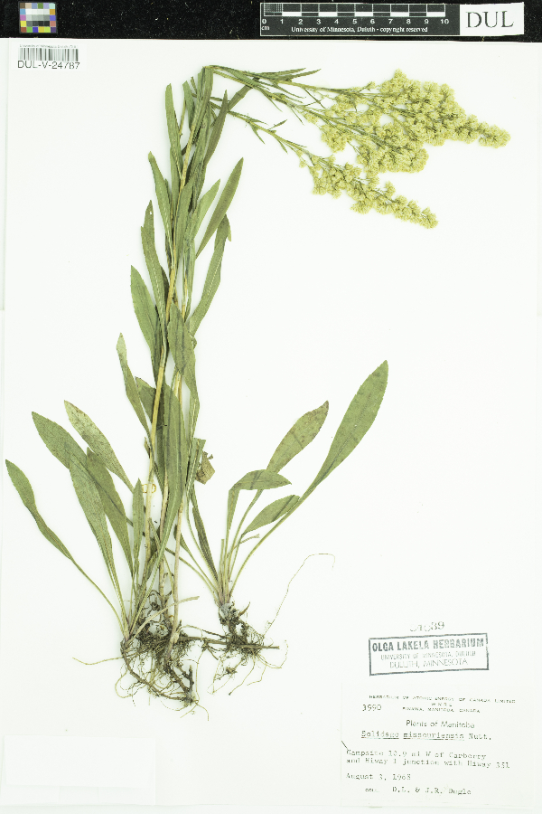 Solidago missouriensis image