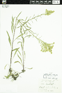 Solidago missouriensis image