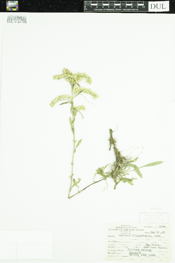 Solidago missouriensis image