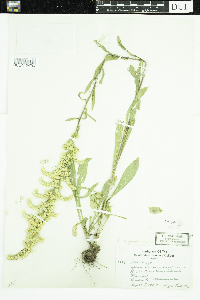 Solidago missouriensis image