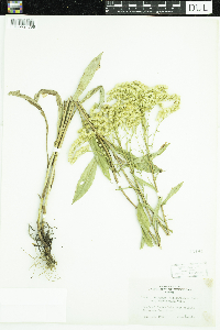 Solidago missouriensis image