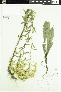 Solidago missouriensis image