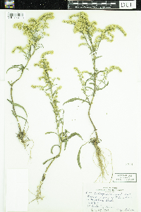 Solidago missouriensis image