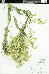 Solidago missouriensis image