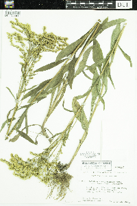 Solidago missouriensis image