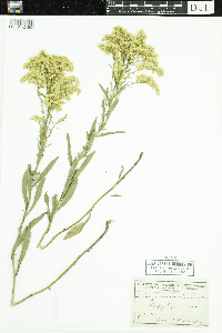 Solidago missouriensis image