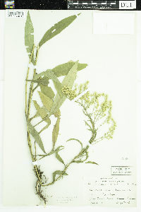 Solidago missouriensis image