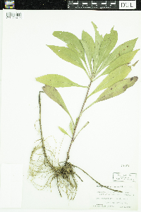 Solidago missouriensis image