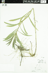 Solidago juncea image