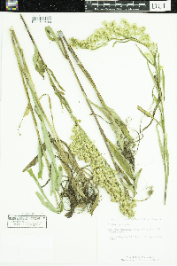 Solidago juncea image