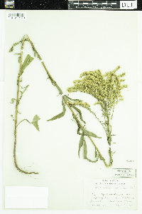 Solidago juncea image