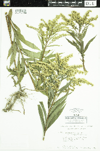 Solidago gigantea image