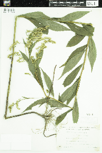 Solidago gigantea image