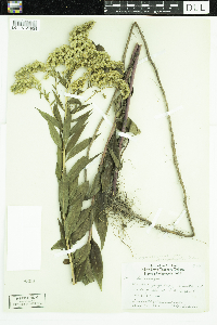 Solidago gigantea image