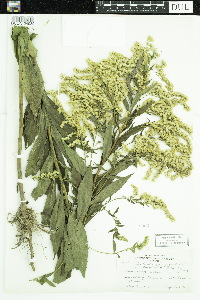 Solidago gigantea image