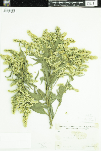 Solidago gigantea image