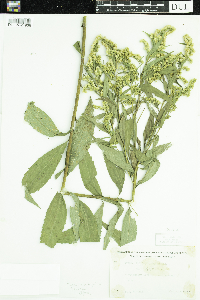 Solidago gigantea image