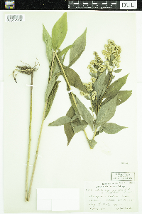 Solidago gigantea image