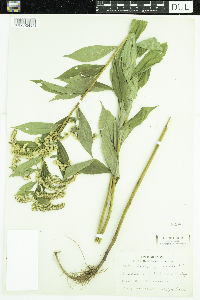 Solidago gigantea image