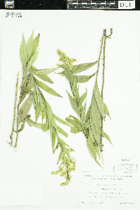 Solidago gigantea image