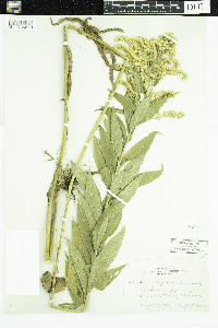 Solidago gigantea image