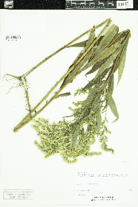 Solidago gigantea image