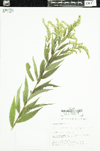 Solidago gigantea image