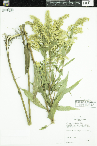 Solidago gigantea image