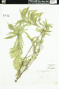 Solidago gigantea image