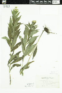 Solidago gigantea image