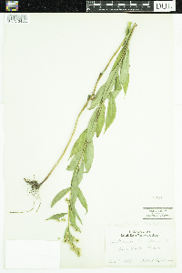 Solidago gigantea image