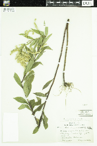 Solidago gigantea image