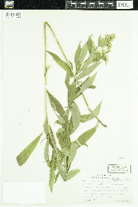 Solidago gigantea image