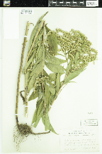 Solidago gigantea image