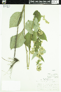 Solidago flexicaulis image