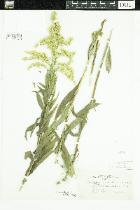 Solidago canadensis image