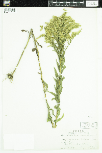 Solidago canadensis image