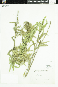 Solidago canadensis image