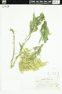 Solidago canadensis image