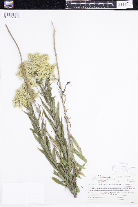 Solidago canadensis image