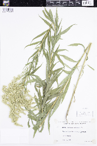 Solidago canadensis image