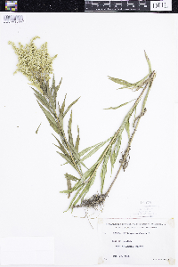 Solidago canadensis image