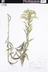 Solidago canadensis image