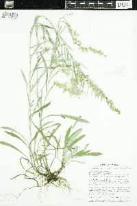 Omalotheca sylvatica image