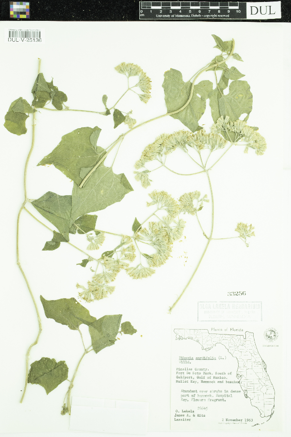 Mikania cordifolia image