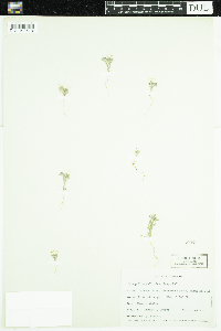 Monoptilon bellioides image