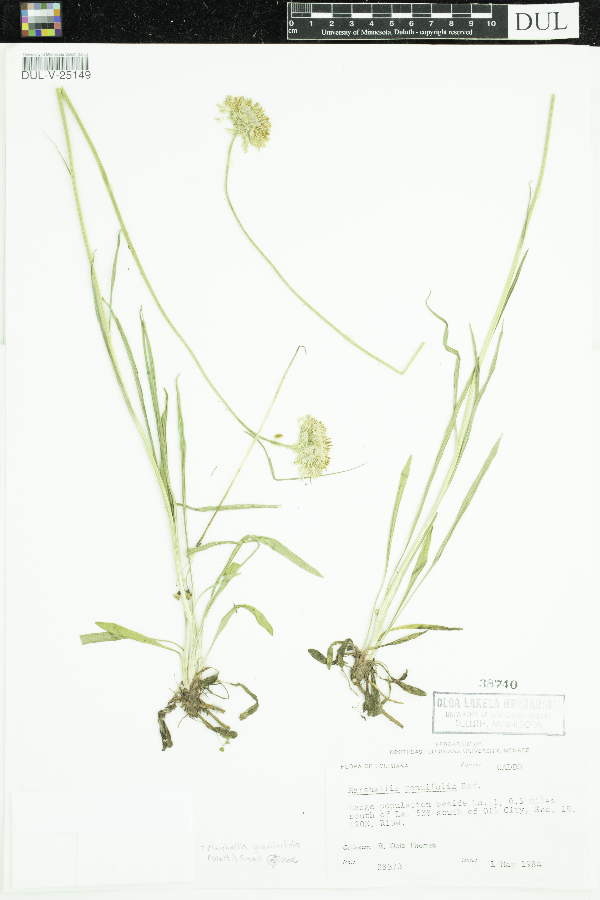 Marshallia graminifolia image