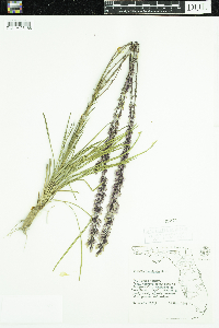 Image of Liatris laevigata